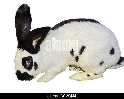 White rabbit with black spots isolated on white background Stock Photo