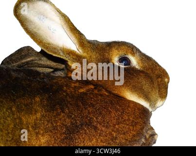 Brown Castor Rex rabbit isolated on white Stock Photo