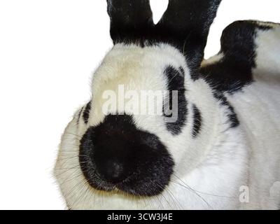 White rabbit with black spots isolated on white background Stock Photo
