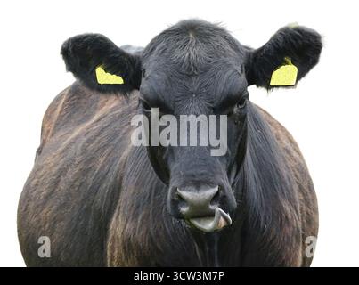 Black angus cow isolated on white. Black angus cow portrait Stock Photo