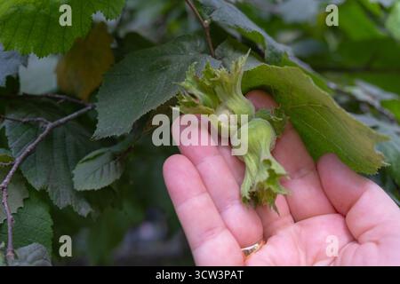 A tender, close-up moment captures the hand of a woman farmer gently inspecting a cluster of young, fresh hazelnuts as they ripen on the branch of the Stock Photo