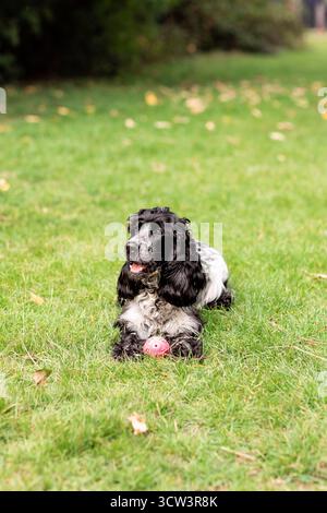 Young English Cocker Spaniel playing in a grassy field on a sunny day. Ideal for concepts of freedom, exercise, outdoor fun, and loyal companionship Stock Photo