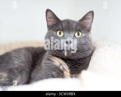 A Dilute Tortoiseshell shorthair cat relaxing on a soft pet bed Stock Photo