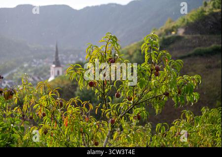 Red german wine peaches, harvest time in Calmont region on Moselle river valley, peaches trees growing on vineyards in Germany Stock Photo