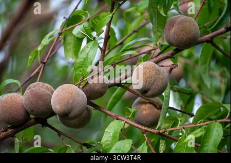 Red german wine peaches, harvest time in Calmont region on Moselle river valley, peaches trees growing on vineyards in Germany Stock Photo