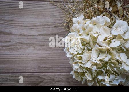White dried hydrangea flowers and dry grass on wooden background. Stock Photo