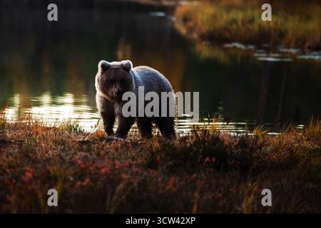 The Brown Bear (Ursus arctos) stands near the water’s edge during a calm autumn sunset, its thick fur glowing in the soft golden light. Stock Photo