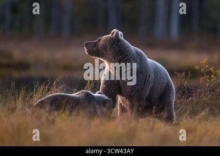 The brown bear (Ursus arctos) stands protectively beside its cub in a misty forest clearing at dusk. Stock Photo