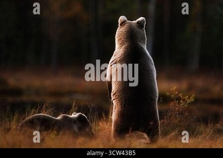 The brown bear (Ursus arctos) stands on its hind legs beside a resting cub in the dim forest light. Stock Photo