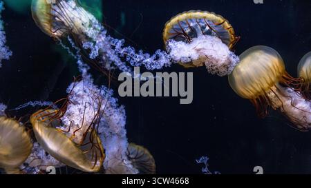 Close-up of glowing jellyfish floating in deep blue water at an aquarium Stock Photo