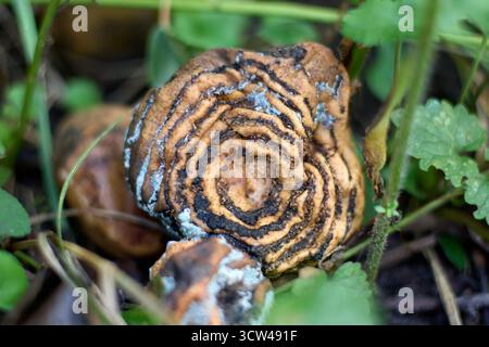 Rotting mushroom on the apple, close-up view of a decomposing mushroom with spiral texture and signs of mold, surrounded by green leaves. Stock Photo