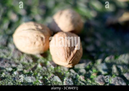 Close-up of three walnuts lying on a stone surface covered with moss, creating a natural and textured composition in soft, natural lighting. Stock Photo