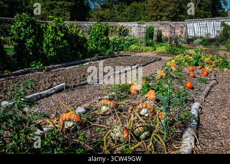 Ripe orange and yellow pumpkins growing in a vegetable garden on a sunny day Stock Photo