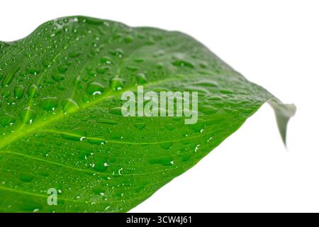 Water droplets on green leaf isolated on white background. Large leaves of spathiphyllum or peace lily, tropical foliage. Rain droplets Stock Photo