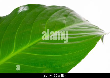 Close up of a vibrant green peace lily (Spathiphyllum) leaf with shiny texture and prominent veins isolated on a white background Stock Photo