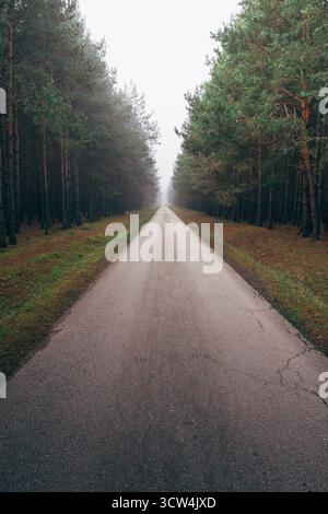 A long, straight road stretches through a tranquil forest, surrounded by tall trees and soft mist under a calm, overcast sky. Stock Photo
