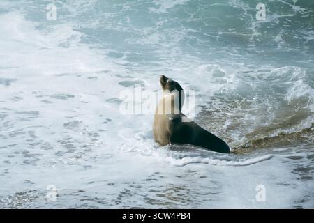 A seal is relaxing on the sandy shore as gentle waves wash over its body. The sun shines brightly, highlighting the tranquil scene at a coastal beach. Stock Photo