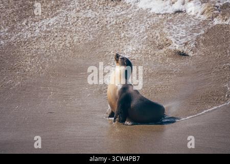 A sea lion is lounging on a sandy beach, facing the ocean as waves roll in. The sun shines down on the animal, enhancing its relaxed demeanor on a war Stock Photo