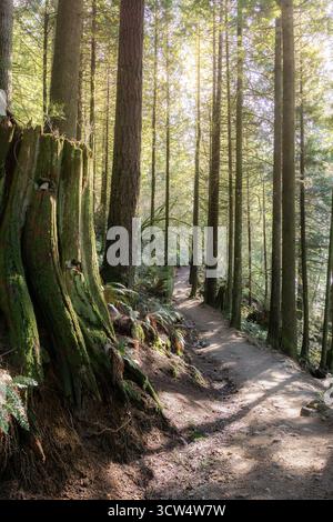 Mossy trail winds through tall pine trees. Green undergrowth blankets ...