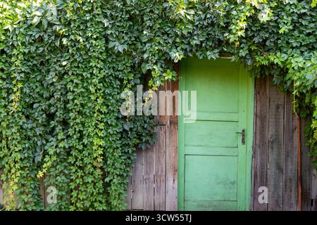 Vintage green wooden door surrounded by ivy leaves on an old wooden fence. Rustic countryside background with natural greenery and texture Stock Photo