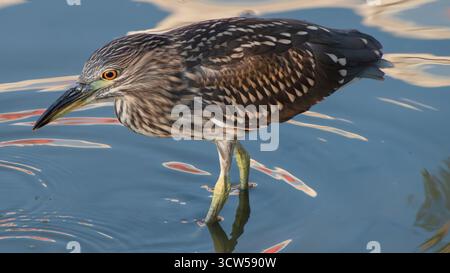 Juvenile Black-crowned Night Heron (Nycticorax nycticorax) wading in shallow water in Texas. Stock Photo