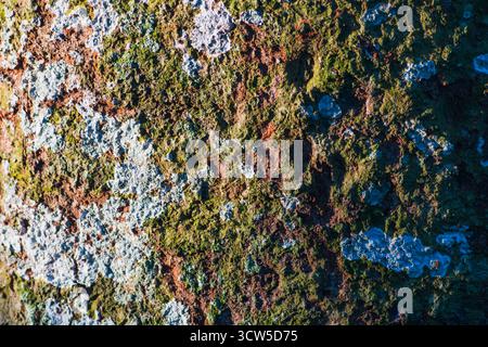 Thin moss and fungi growing on the bark of a living tree trunk showing natural texture and contrast. Stock Photo