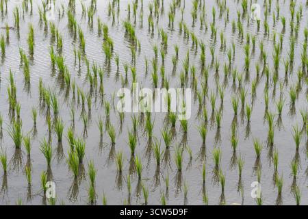 Young rice seedlings swaying gracefully like dancing in the gentle afternoon breeze under warm sunlight. Stock Photo