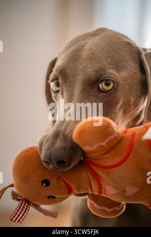 Close-up portrait of a gorgeous Weimaraner dog holding a ginger-man plush toy gently in its mouth, looking directly at the camera Stock Photo