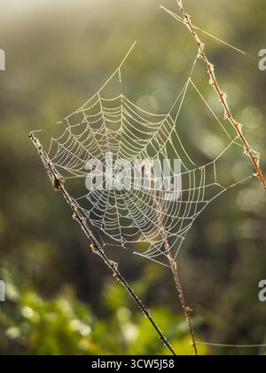 Dew-kissed spiderweb woven between delicate branches glistens in the morning light. A fragile creation of nature, catching the sun's gentle rays. Stock Photo