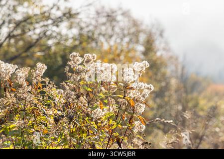 Autumnal field with soft white seed heads and yellowing leaves under a pale sky. Serene botanical scene in natural light. Stock Photo