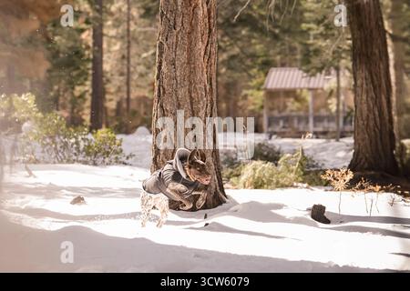 Dog joyfully runs through snowy forest in Tahoe, California Stock Photo