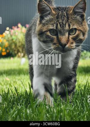 Cat on grass walking towards camera. Low angle shot of a domestic cat looking at the camera. Stock Photo