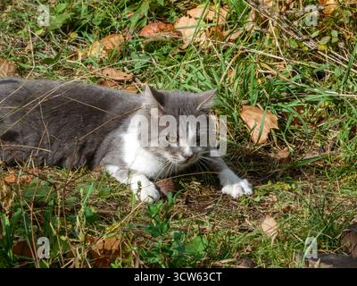 Focused Cat Stalking Prey in Autumn Grass Closeup Stock Photo