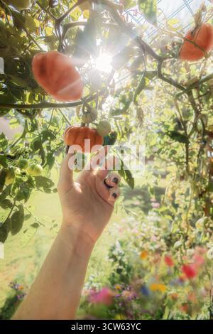 Hand Reaching for Red Tomato on Vine with Sun Shining Stock Photo