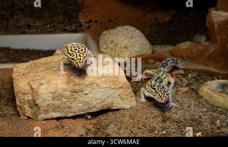 Yellow-brown leopard geckos on a natural rock surface. Smiley lizards. Stock Photo