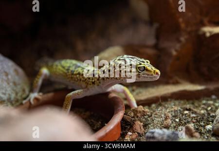 Beautiful leopard gecko resting in terrarium close-up Stock Photo