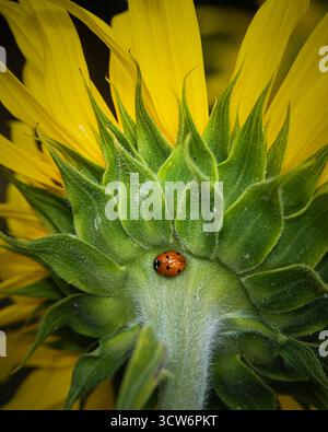 Ladybird on sunflower neck Stock Photo