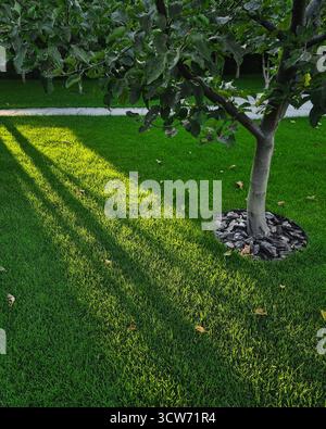 Garden in rays of setting sun. Apple tree in the garden. Small home yard with green grass and young trees. Stock Photo