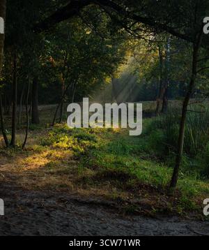 Morning in dark autumn forest: foggy air with rays of autumn sun coming through tree crowns. Stock Photo