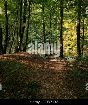 Footpath in autumn forest. Dark forest scene with rays of afternoon sun. Shallow lake in the background behind the trees. Stock Photo