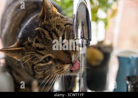 A Tabby cat drinking water from the tap up close Stock Photo