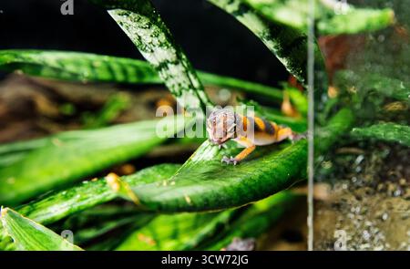 A beautiful little leopard gecko resting on a green leaf in a terrarium Stock Photo