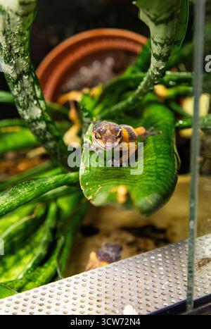 An exotic reptile: a baby striped leopard gecko. A Eublefar on a green leaf. Stock Photo