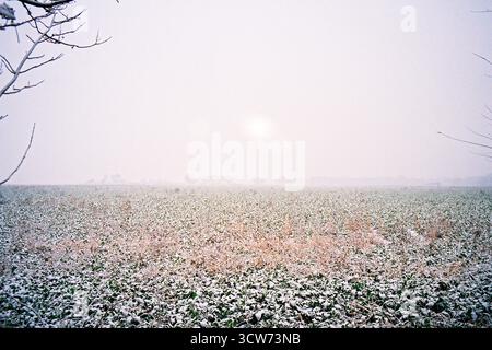 Fresh snow on a field with green leaves showing through. Sun faintly visible through thick clouds. Soft light, analog film texture. Stock Photo