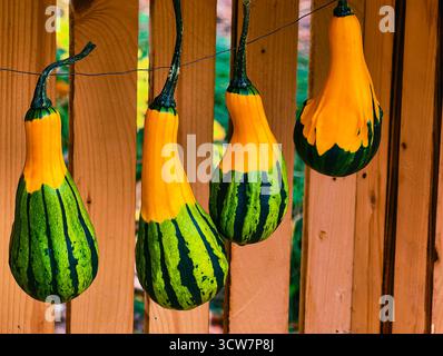 Decorative Striped Gourds Hanging on Wood Fence Autumn Garden Display Orange Green Ornamental Squash Fall Harvest Decoration Stock Photo