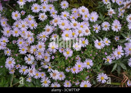 Purple, pink blooms September, Asters, New York aster, Symphyotrichum novi-belgii. Flowers, many identical ones, grows on a bush with small leaves. Stock Photo