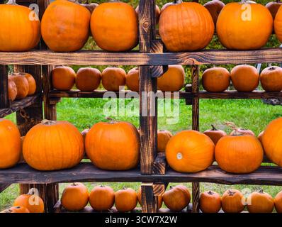 Orange Pumpkins Display on Rustic Wood Shelves Autumn Harvest Farm Stand Market Fresh Produce Fall Agricultural Seasonal Storage Stock Photo