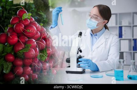 Food quality analysis. Laboratory worker using microscope, double exposure with fresh radishes Stock Photo