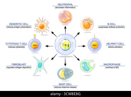Regulatory T cell function. Suppressor T-cells. Prevent autoimmune disease. Immune homeostasis. Adaptive immune response. Vector illustration Stock Vector