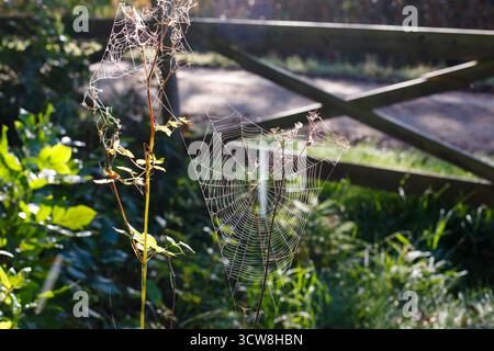 Morning view of spider webs in vegetation with fence in the background. Stock Photo